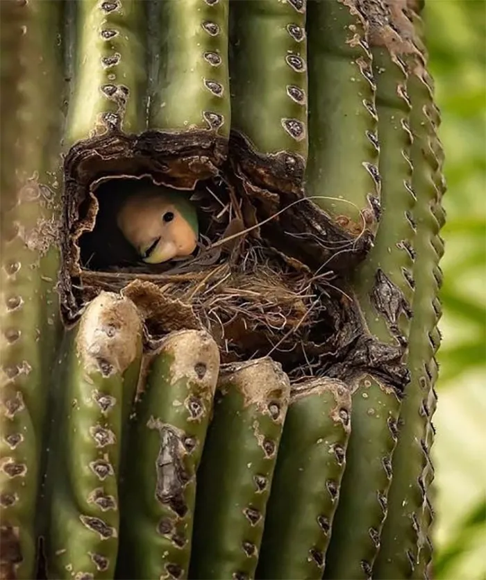En este grupo solo se comparten fotos que traen felicidad, y es como el paraíso de Internet (40 imágenes)