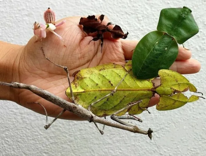 En este grupo solo se comparten fotos que traen felicidad, y es como el paraíso de Internet (40 imágenes)