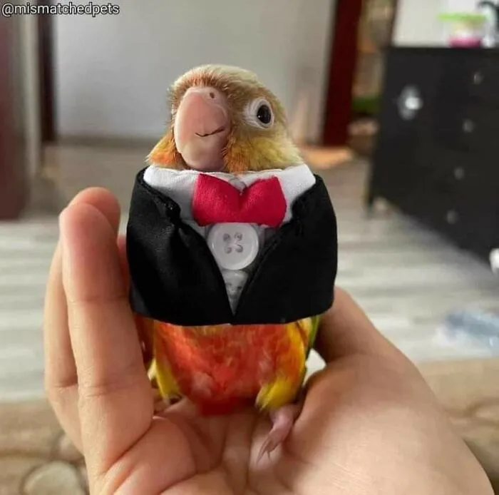 En este grupo solo se comparten fotos que traen felicidad, y es como el paraíso de Internet (40 imágenes)