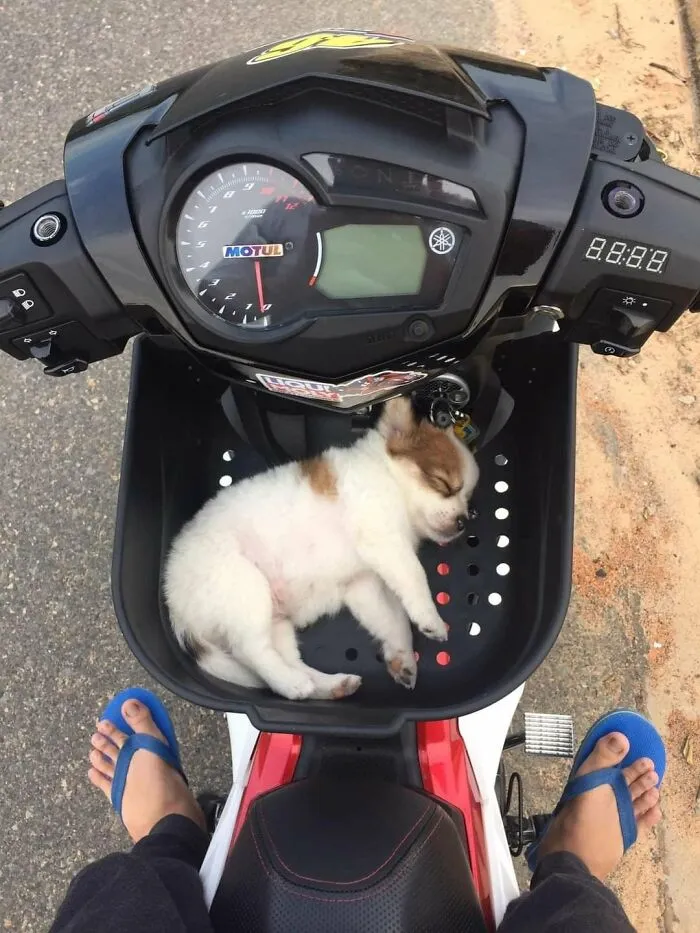 En este grupo solo se comparten fotos que traen felicidad, y es como el paraíso de Internet (40 imágenes)