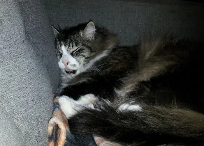 He Seems Comfy Anyway