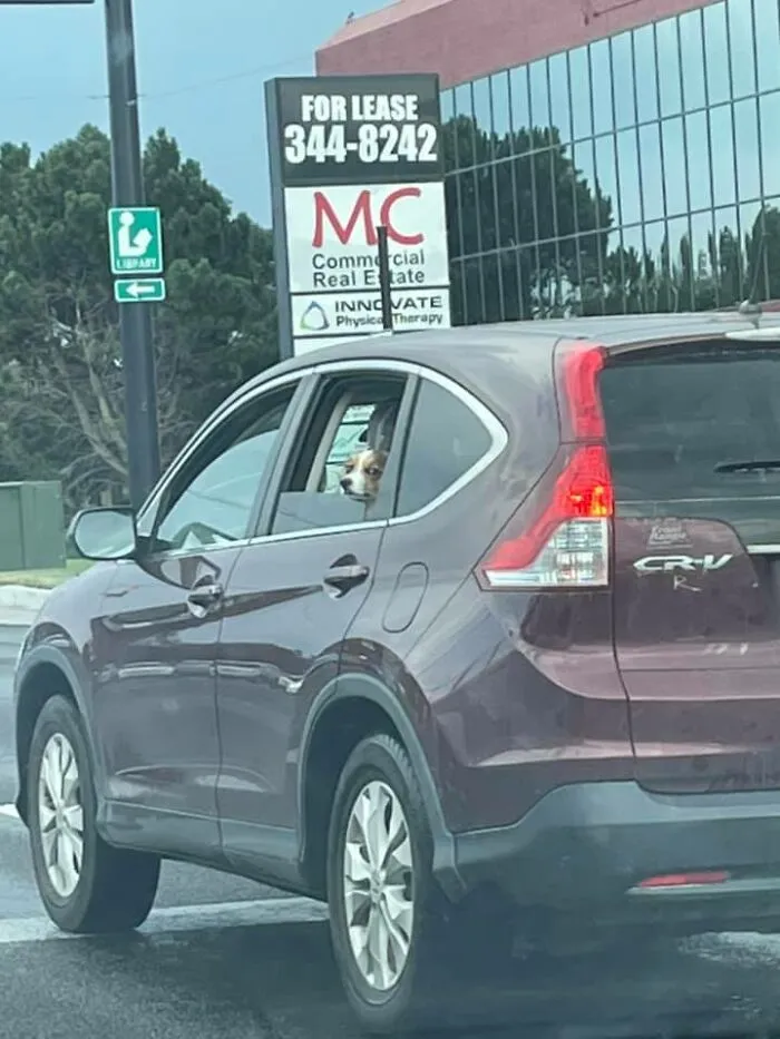 Un corgi al azar no aprobó que le hiciera una foto