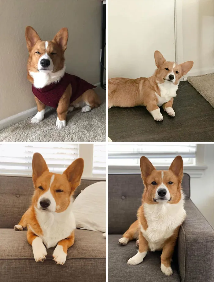 Una recopilación interminable de miradas juzgadoras de Lord Muffins