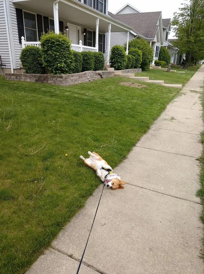 Tali ha decidido que el paseo ha terminado