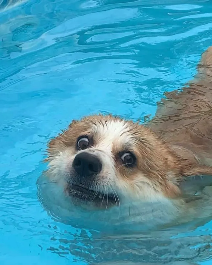 Olivia desaprueba la natación