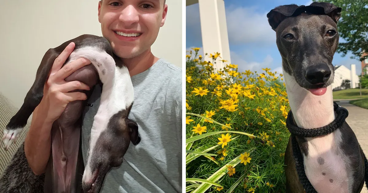 Este galgo italiano se “derrite” cada vez que su dueño intenta tomarse una foto con él