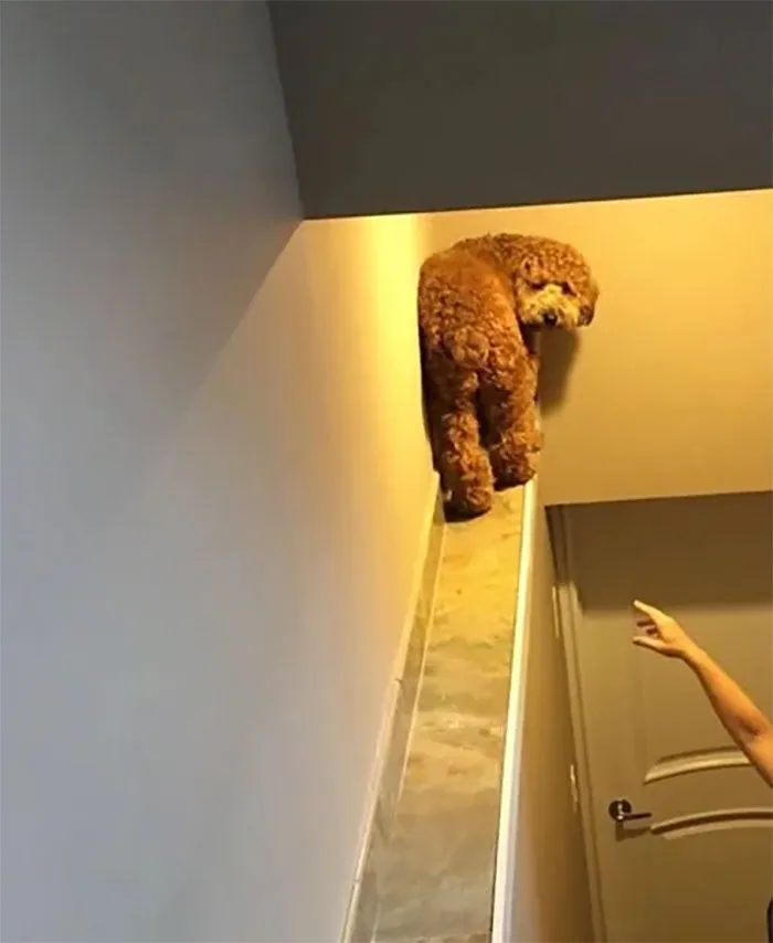 He Really Messed Up This Time