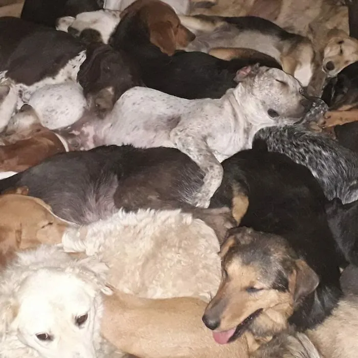 Serbian Man Started A Shelter With His Mother Over 20 Years Ago, Now He's Taking Care Of More Than A Thousand Dogs