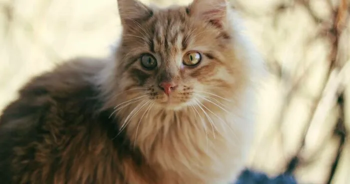 Hey Pandas, Post A Picture Of Your Cat And I Will Rate Their Floofyness (Closed)