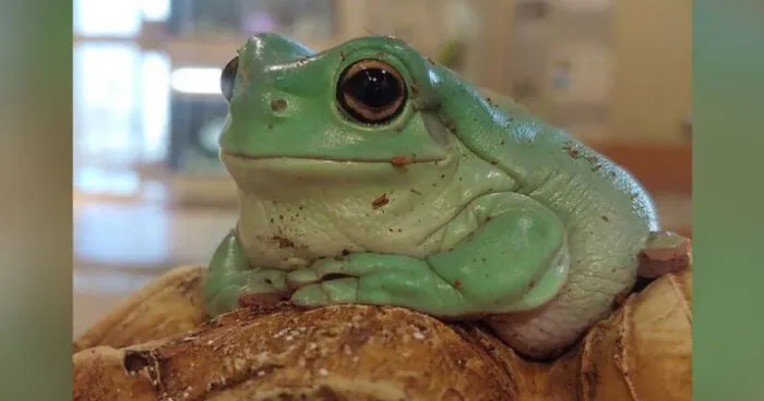 Hey Pandas, Photoshop The Froggo (Closed)