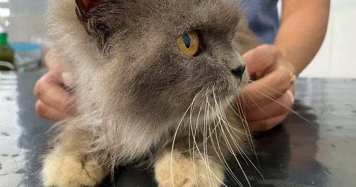 Bali’s Very Own Rescued Grumpy Cat