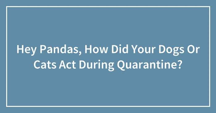 Hey Pandas, How Did Your Dogs Or Cats Act During Quarantine? (Closed)