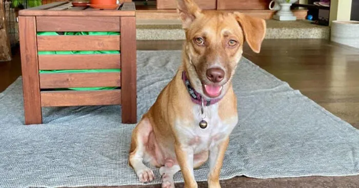 Neglected Pup Finds His Fur-Ever Home