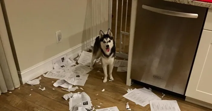 Hey Pandas, Post A Picture Of The Time When Your Pet Really Did Eat Your Work (Closed)