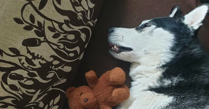 Hey Pandas, Post A Sleepy Picture Of Your Pet