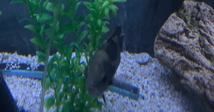Hey Pandas, Post The Funniest Photo Of Your Pet Fish (Closed)