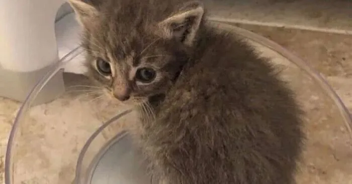 Hey Pandas, Photoshop This Kitten (Closed)