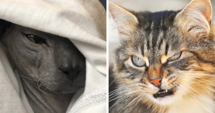 Hey Pandas, Share A Picture Of Your Pet Looking Mad (Closed)