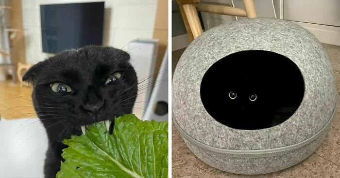 This Black Cat Is So Adorable And Quirky He’s Taking Over Instagram (40 Pics)