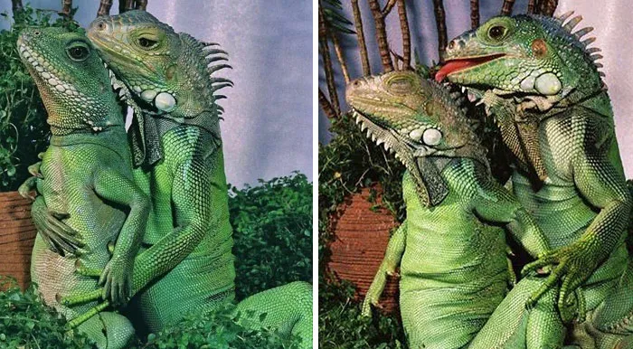 50 Fotos de animales disfrutando de su mejor vida, compartidas por esta cuenta de Instagram