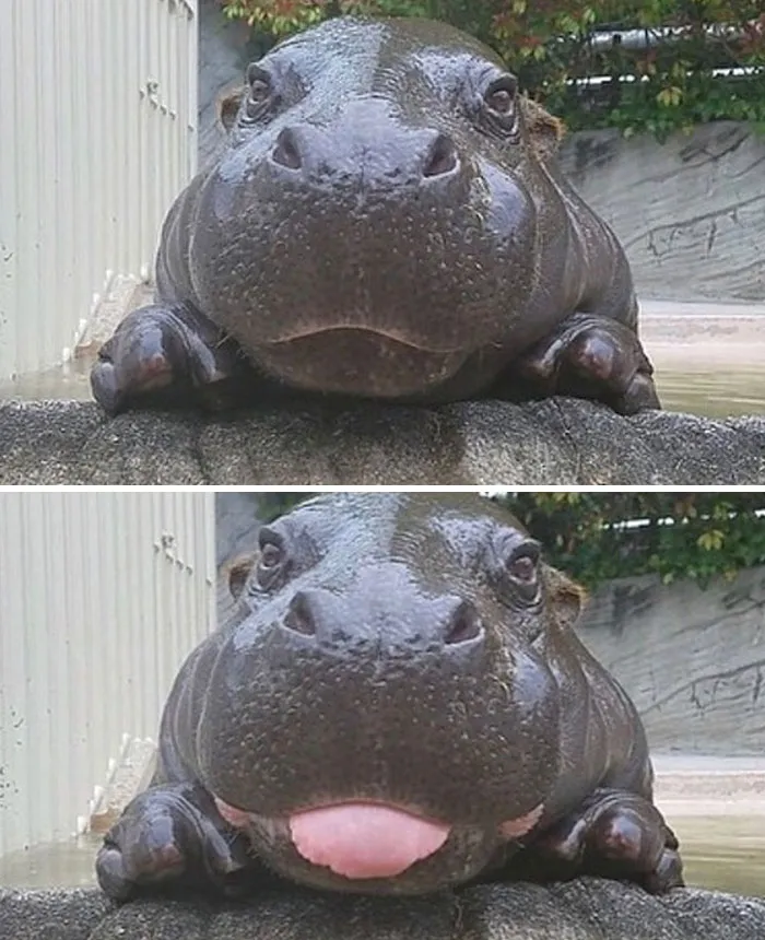 50 Photos Of Animals Just Living Their Best Life, As Shared On This Instagram Page