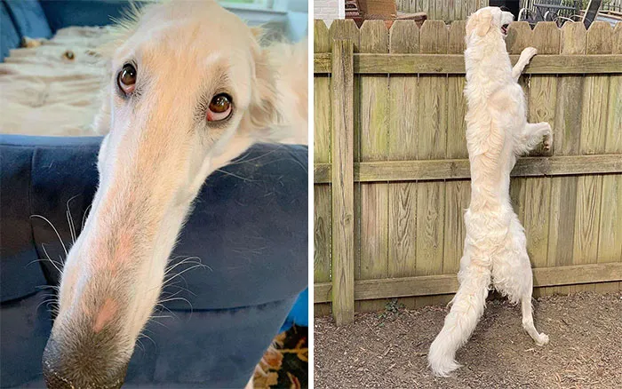 The Longest Boi