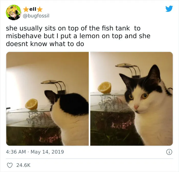 This Online Group Is Sharing The Best Cat Posts, Jokes, And Memes (50 Pics)