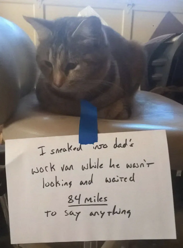This Online Group Is Sharing The Best Cat Posts, Jokes, And Memes (50 Pics)