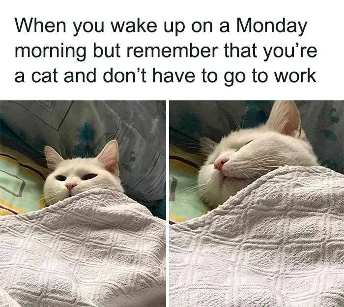 This Online Group Is Sharing The Best Cat Posts, Jokes, And Memes (50 Pics)