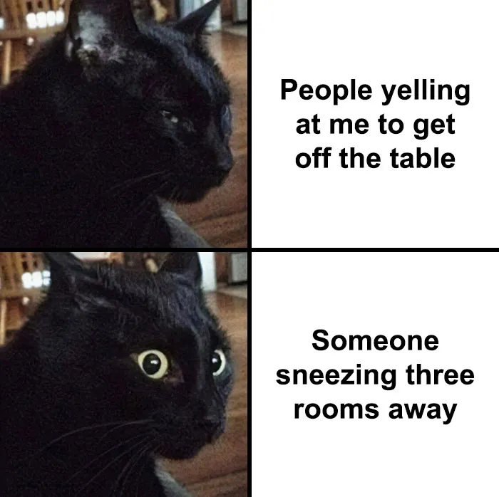 This Online Group Is Sharing The Best Cat Posts, Jokes, And Memes (50 Pics)
