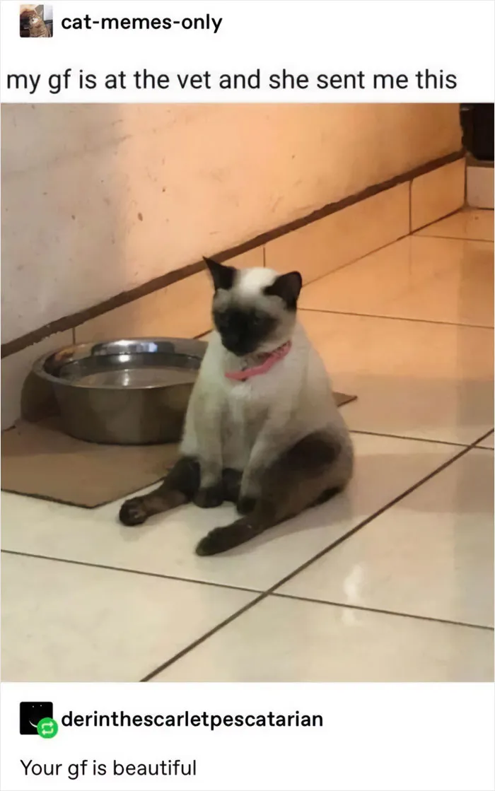 This Online Group Is Sharing The Best Cat Posts, Jokes, And Memes (50 Pics)