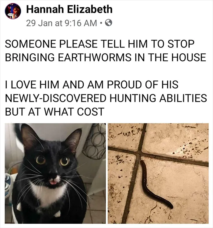 This Online Group Is Sharing The Best Cat Posts, Jokes, And Memes (50 Pics)