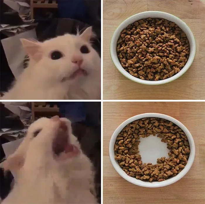 20 De las mejores publicaciones, bromas y memes sobre gatos