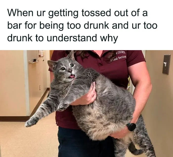 This Online Group Is Sharing The Best Cat Posts, Jokes, And Memes (50 Pics)
