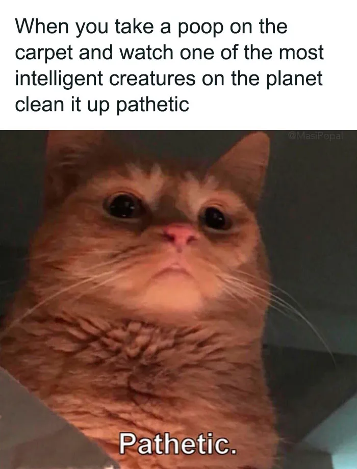 This Online Group Is Sharing The Best Cat Posts, Jokes, And Memes (50 Pics)
