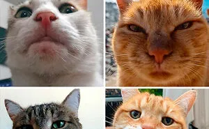 This Online Group Is Sharing The Best Cat Posts, Jokes, And Memes (50 Pics)