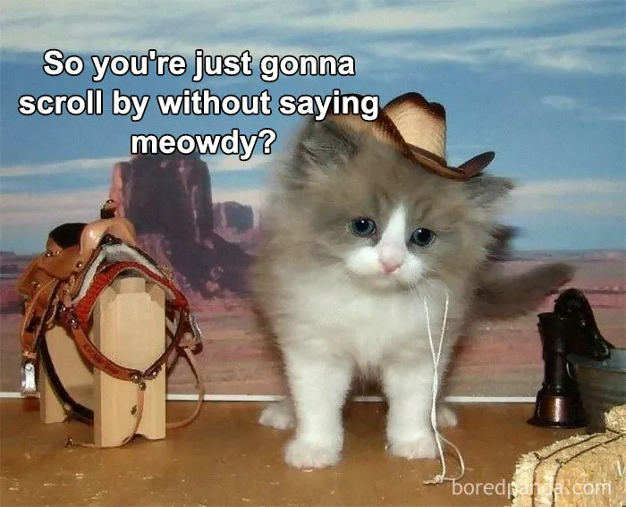 This Online Group Is Sharing The Best Cat Posts, Jokes, And Memes (50 Pics)
