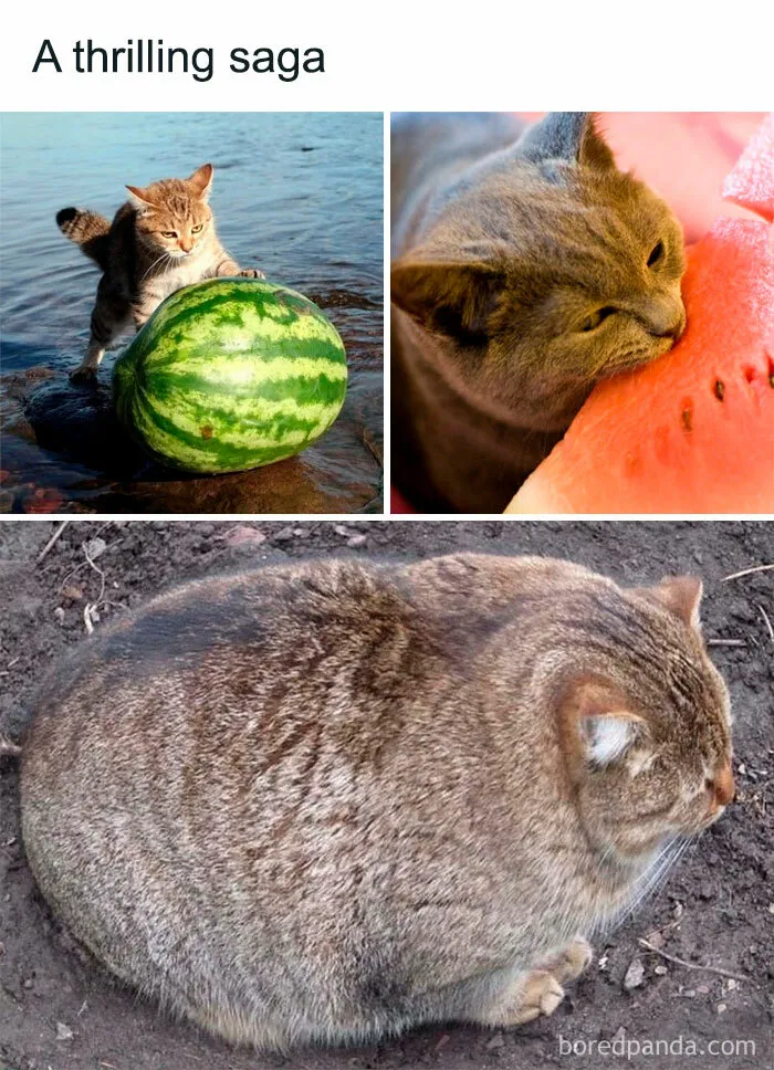 This Online Group Is Sharing The Best Cat Posts, Jokes, And Memes (50 Pics)
