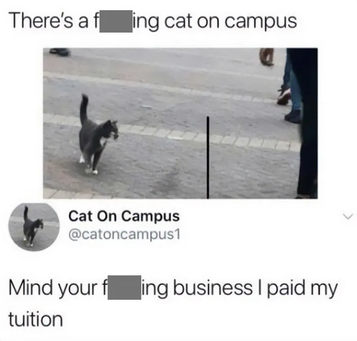 This Online Group Is Sharing The Best Cat Posts, Jokes, And Memes (50 Pics)
