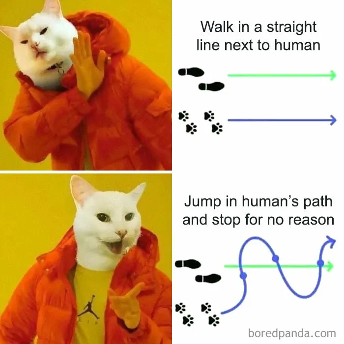 This Online Group Is Sharing The Best Cat Posts, Jokes, And Memes (50 Pics)