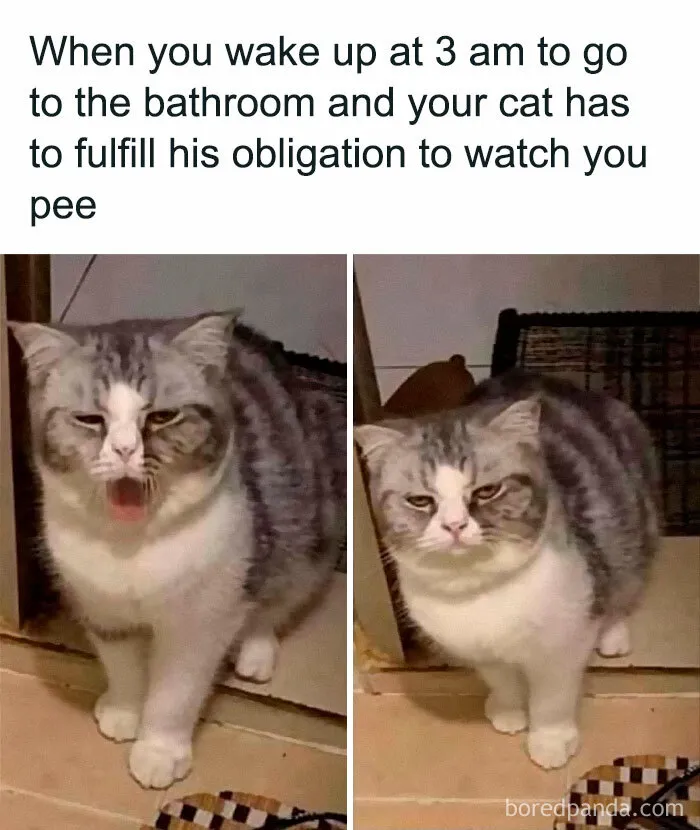 This Online Group Is Sharing The Best Cat Posts, Jokes, And Memes (50 Pics)