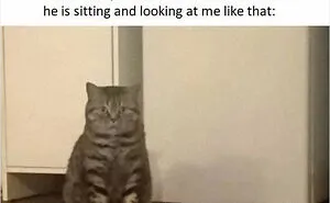 This Online Group Is Sharing The Best Cat Posts, Jokes, And Memes (50 Pics)
