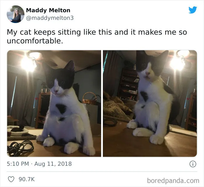This Online Group Is Sharing The Best Cat Posts, Jokes, And Memes (50 Pics)