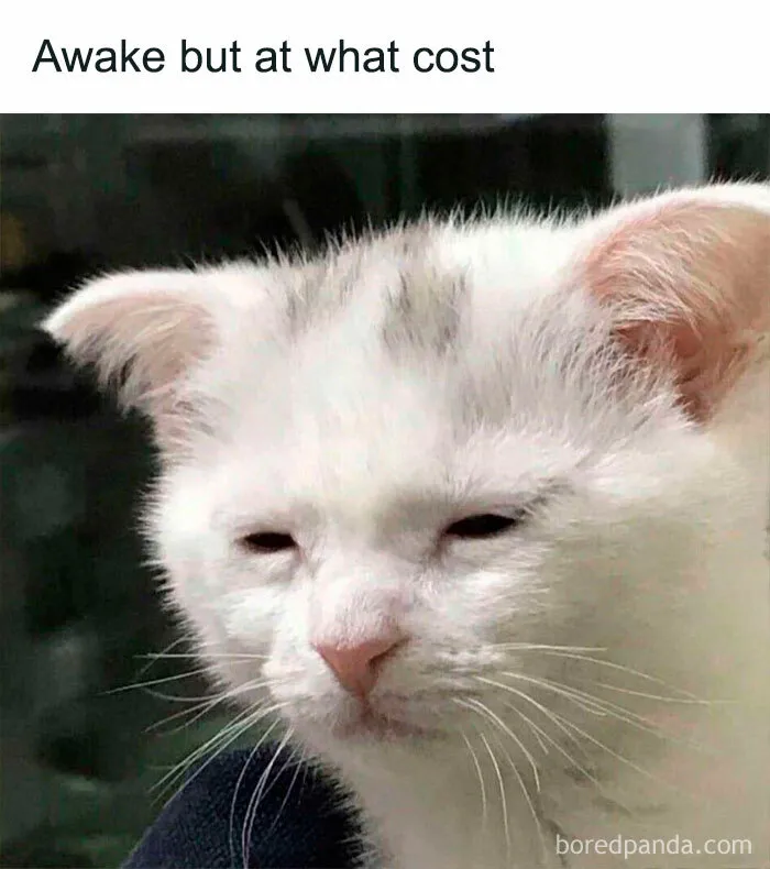 This Online Group Is Sharing The Best Cat Posts, Jokes, And Memes (50 Pics)