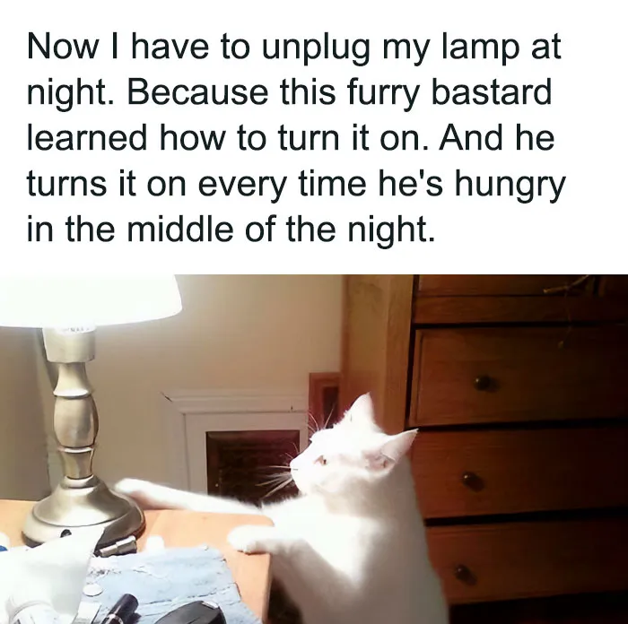 This Online Group Is Sharing The Best Cat Posts, Jokes, And Memes (50 Pics)