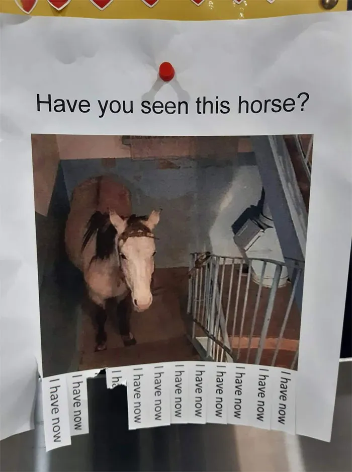 ¿Has visto a este caballo? Pues ahora sí