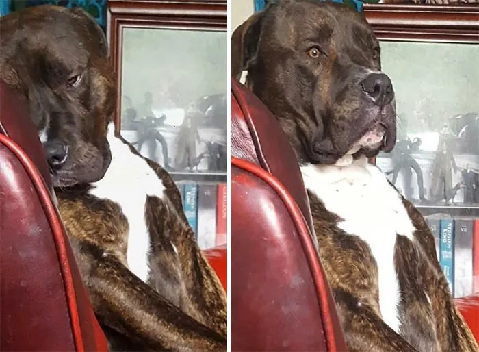 Poor Guy Farted And Startled Himself, Fartled If You Will!