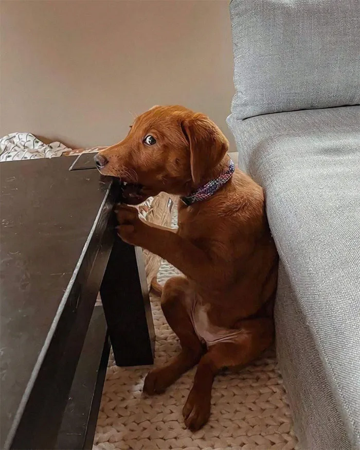 You Might Be Wondering About What I Have In My Mouth...