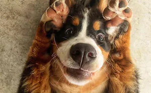 50 Pics Of Dorky Dogs That People Just Had To Share