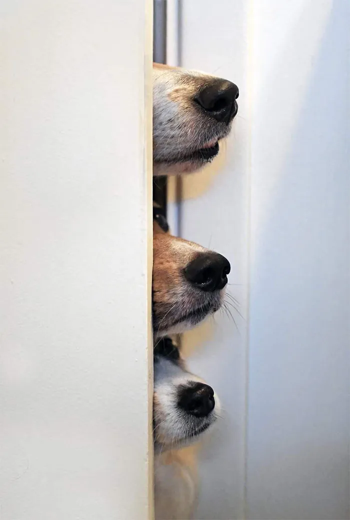 The Three Pooches